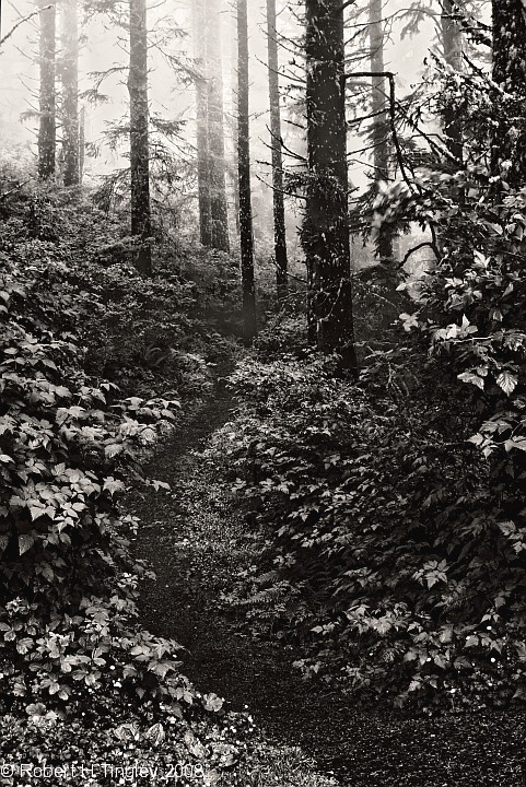 Forest Path